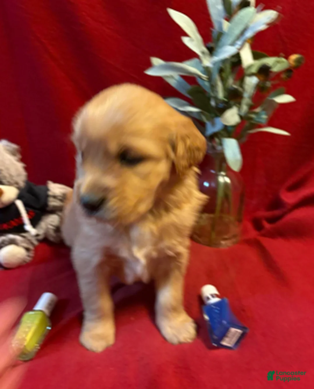 Golden Retriever dogs for sale: Taz - Ad 2