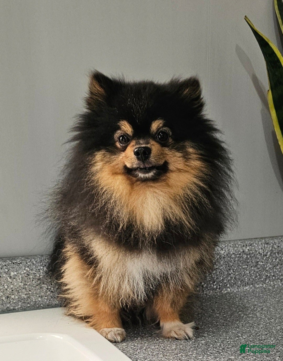 Pomeranian dogs for sale: Jazzy  - Ad 12