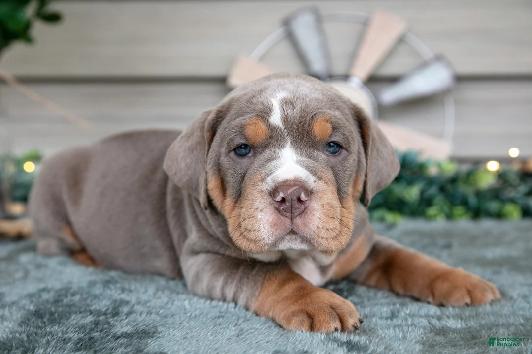 Beabull dogs for sale: Star - Ad 3