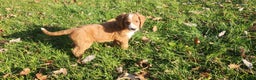 Mixed Breed dogs for sale: Smokey - Ad 1