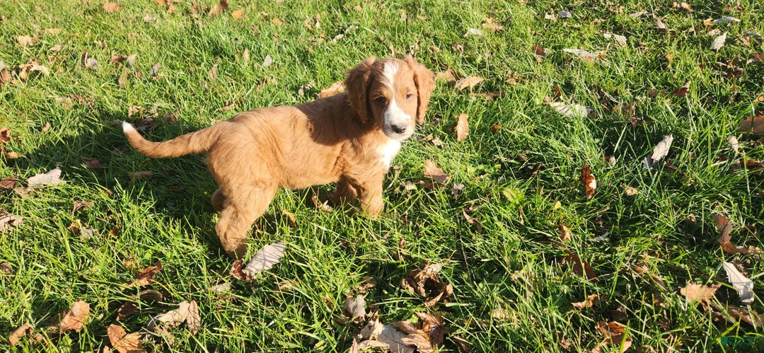 Mixed Breed dogs for sale: Smokey - Ad 1