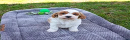 Cavapoo dogs for sale: Stellan  - Ad 3