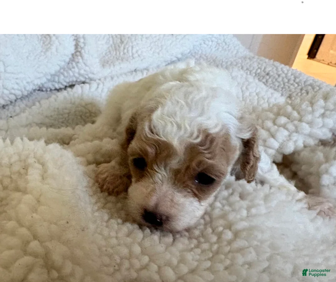 Standard Poodle dogs for sale: Sammy - Ad 3