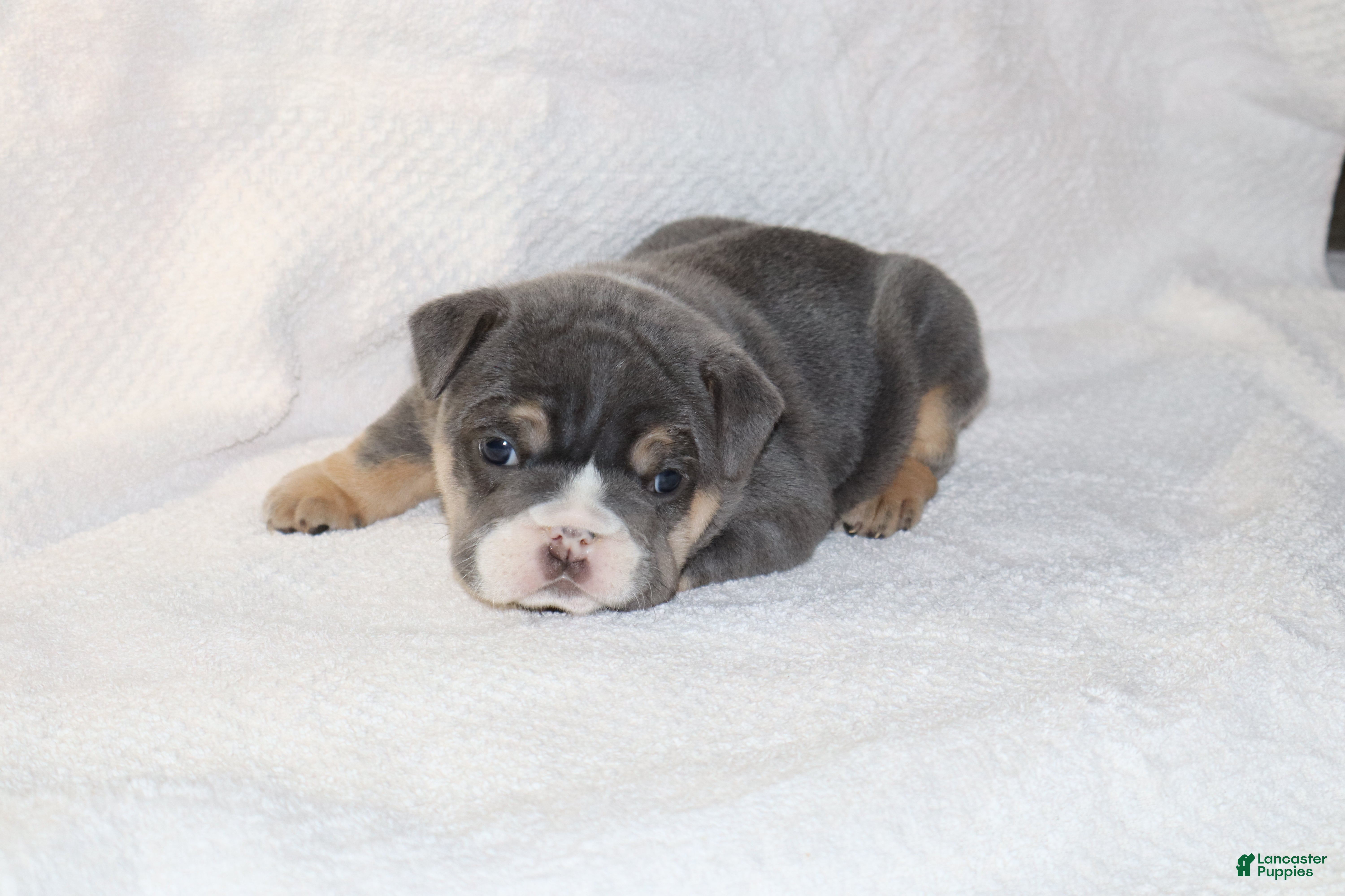 English Bulldog dogs Madalyn - Ad 1