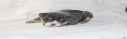 English Bulldog dogs for sale: Madalyn - Ad 1