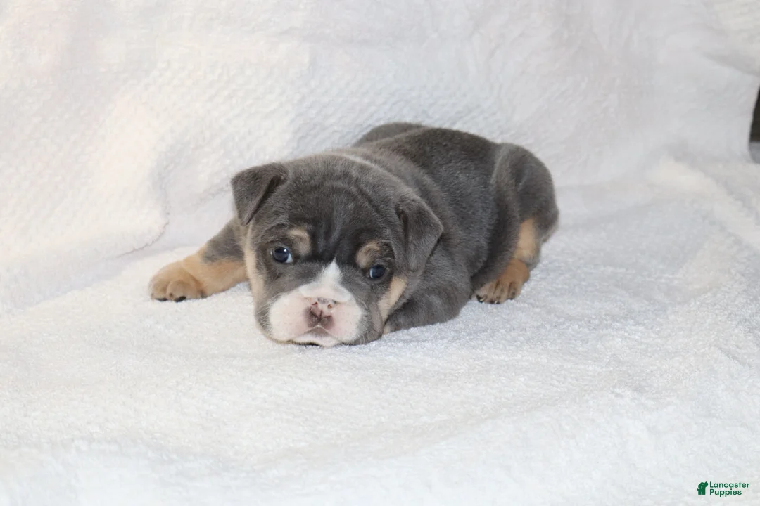 English Bulldog dogs for sale: Madalyn - Ad 1