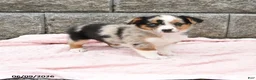 Mixed Breed dogs for sale: Nala - Ad 1
