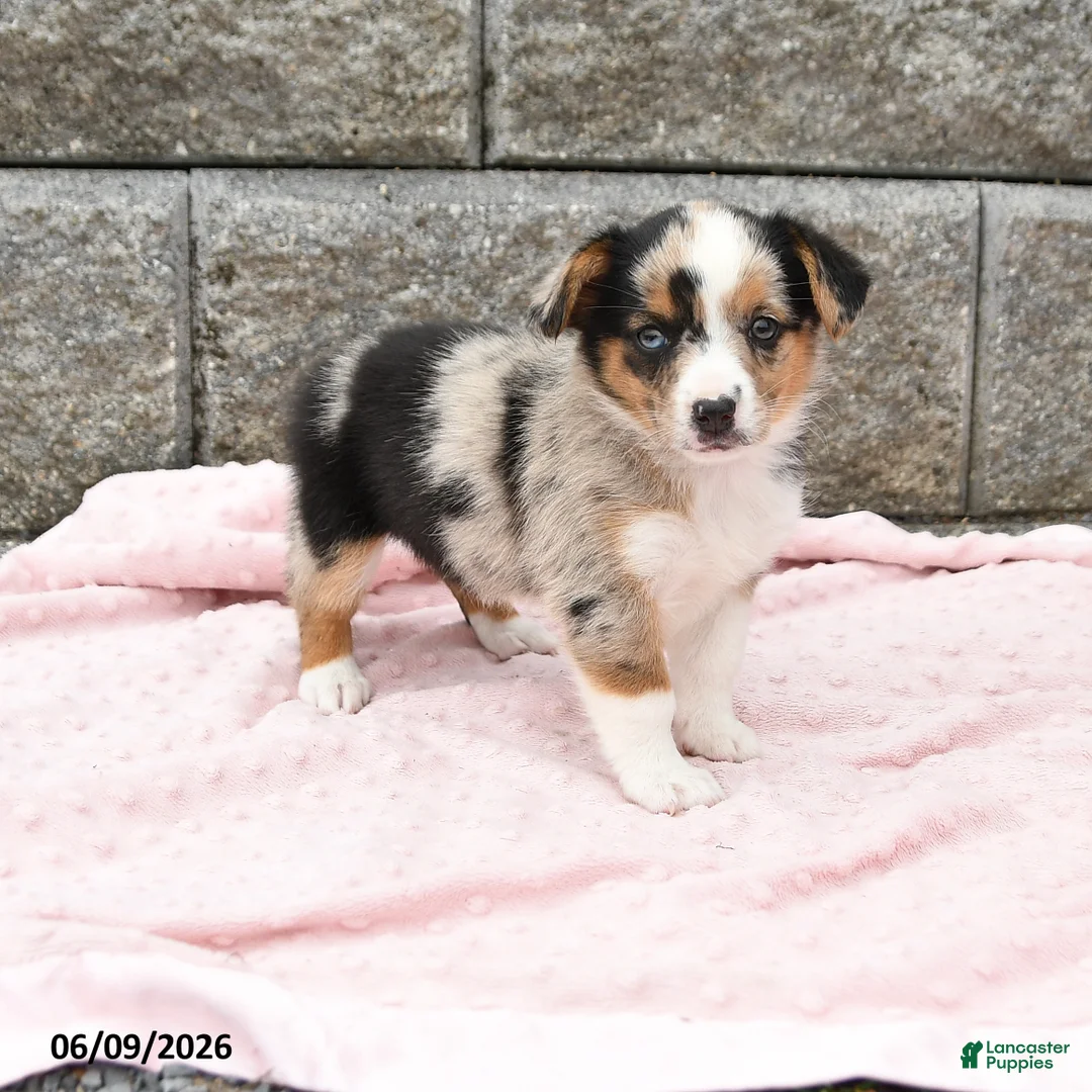 Mixed Breed dogs for sale: Nala - Ad 1
