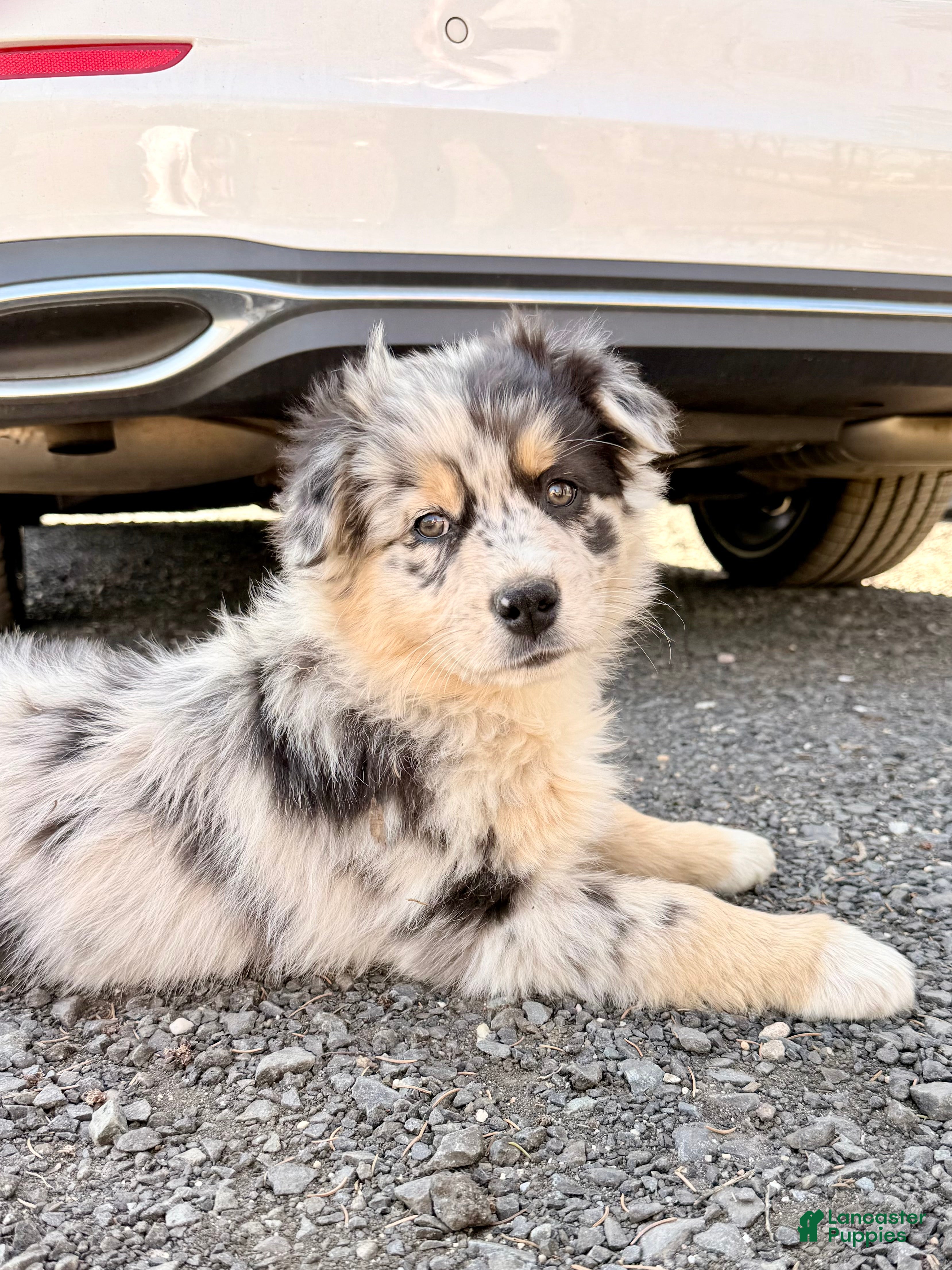 Australian Shepherd dogs Chanel - Ad 23