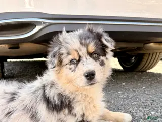 Australian Shepherd dogs Chanel - Ad 23
