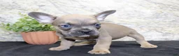 French Bulldog dogs for sale: Toby - Ad 4