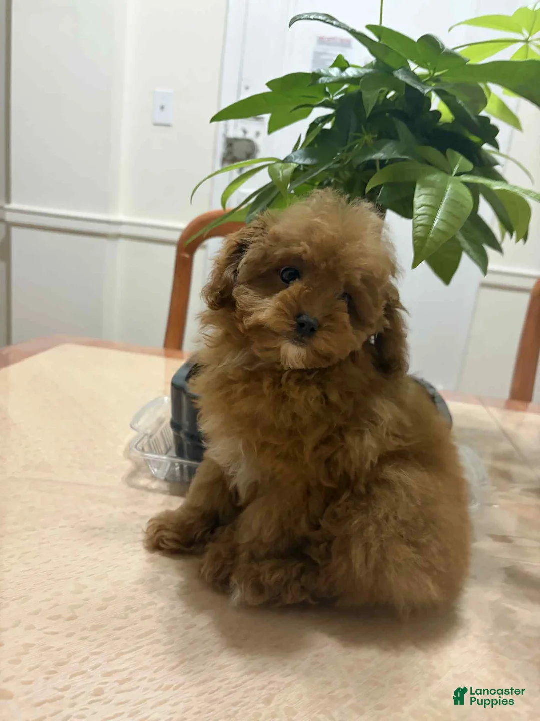 Toy Poodle dogs for sale: Julie - Ad 1
