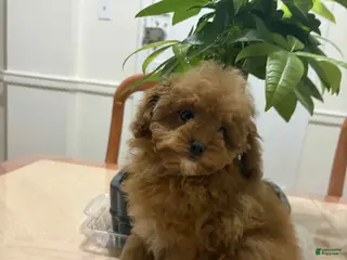 Toy Poodle dogs Julie - Ad 32