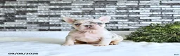 French Bulldog dogs for sale: Lettie - Ad 4