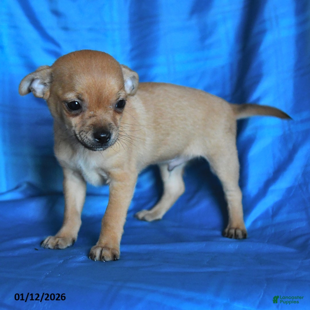 Chihuahua dogs for sale: Sprite - Ad 4