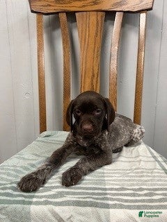 German Shorthaired Pointer dogs Chloe - Ad 2