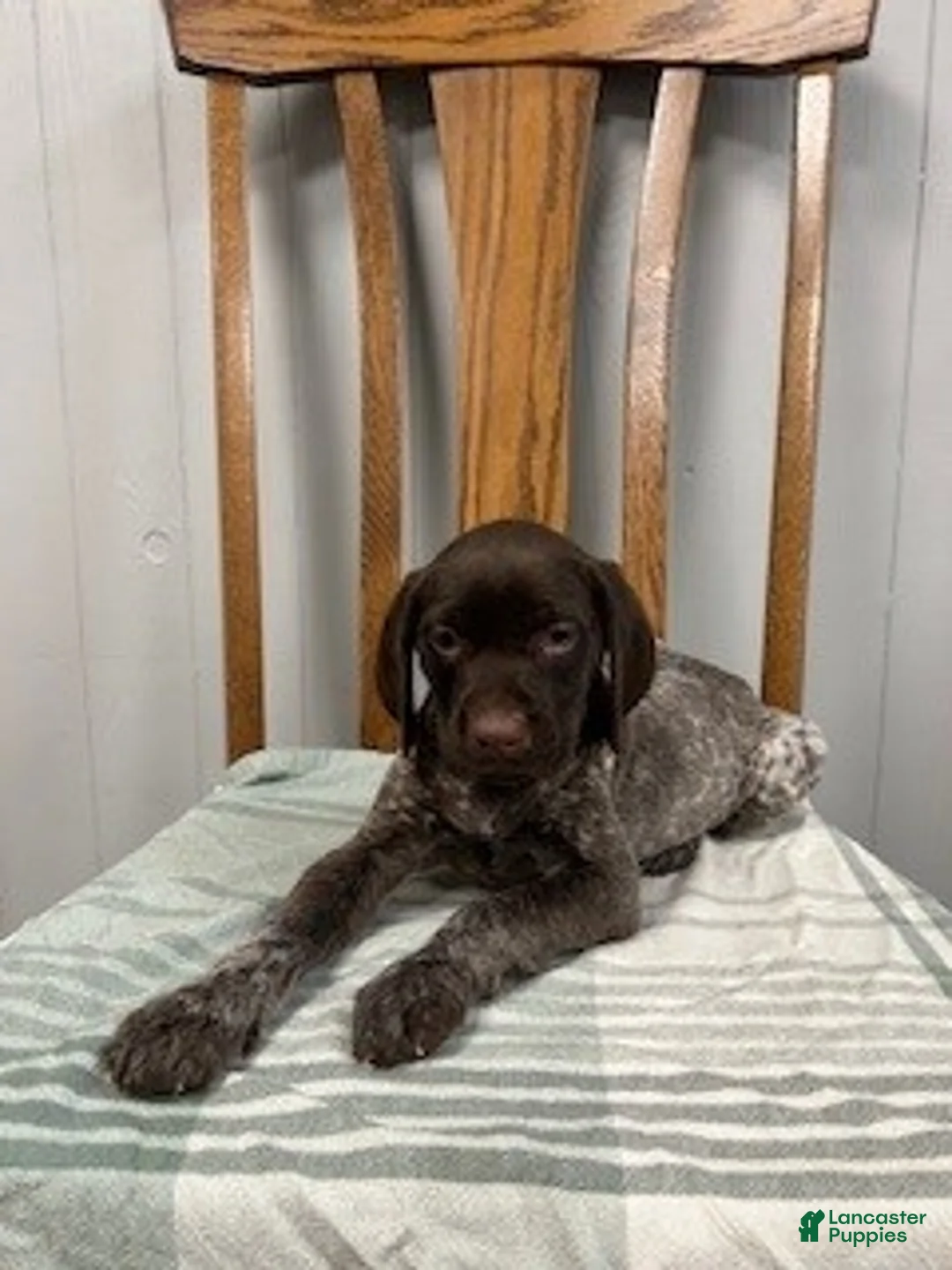 German Shorthaired Pointer dogs for sale: Chloe - Ad 2