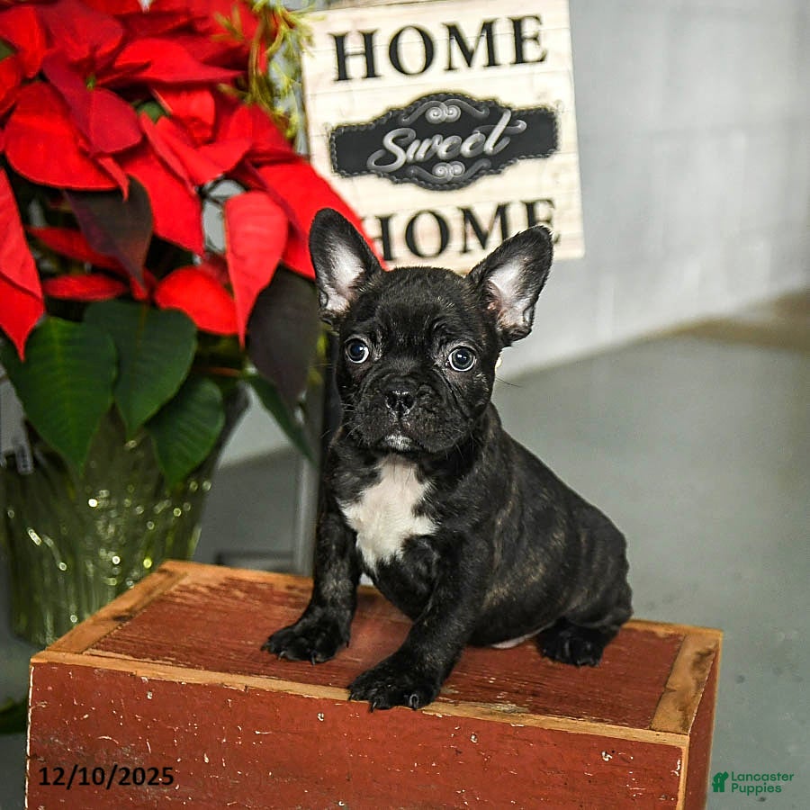 Frenchton dogs Diggy - Ad 37