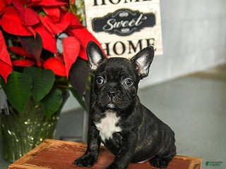 Frenchton dogs Diggy - Ad 39