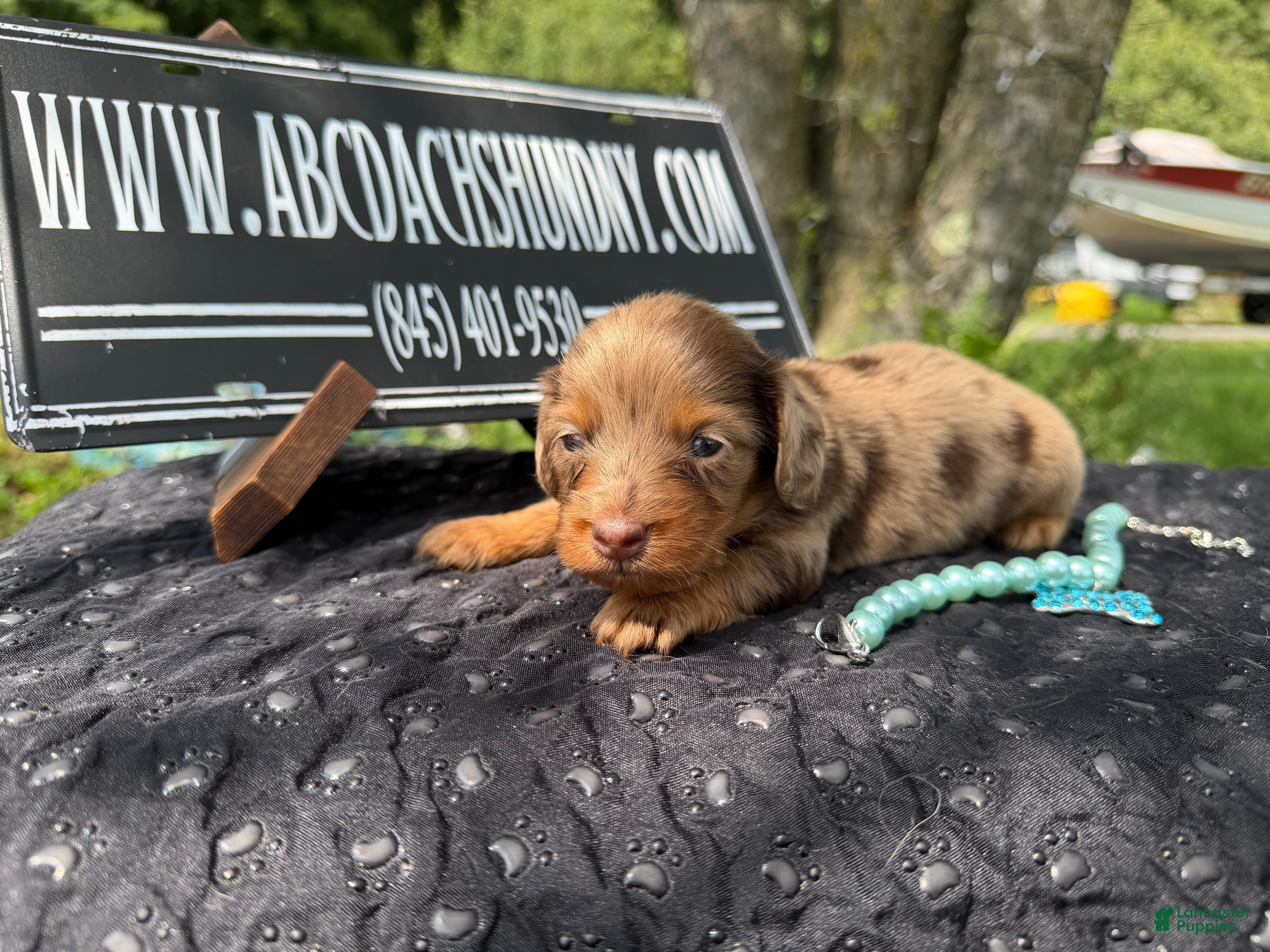 Miniature Dachshund dogs Champion bred lh female import dapple - Ad 39