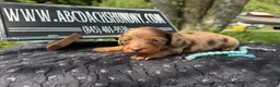 Miniature Dachshund dogs for sale: Champion bred lh female import dapple - Ad 1