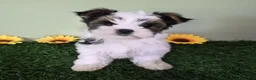 Yorkshire Terrier dogs for sale: Chloe - Ad 2