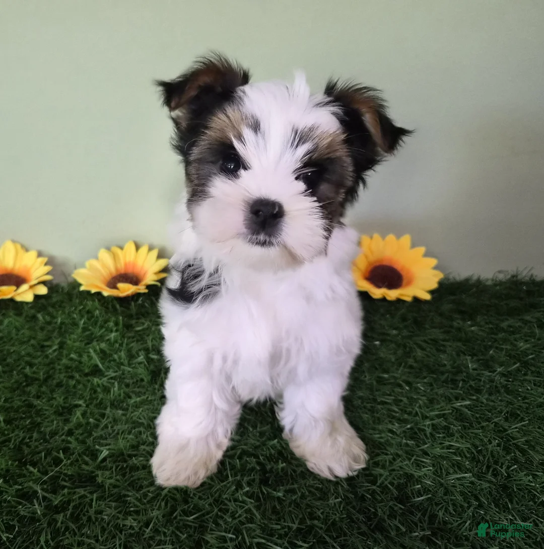Yorkshire Terrier dogs for sale: Chloe - Ad 2
