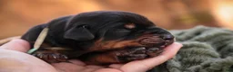 Doberman Pinscher dogs for sale: Reverie - Ad 5