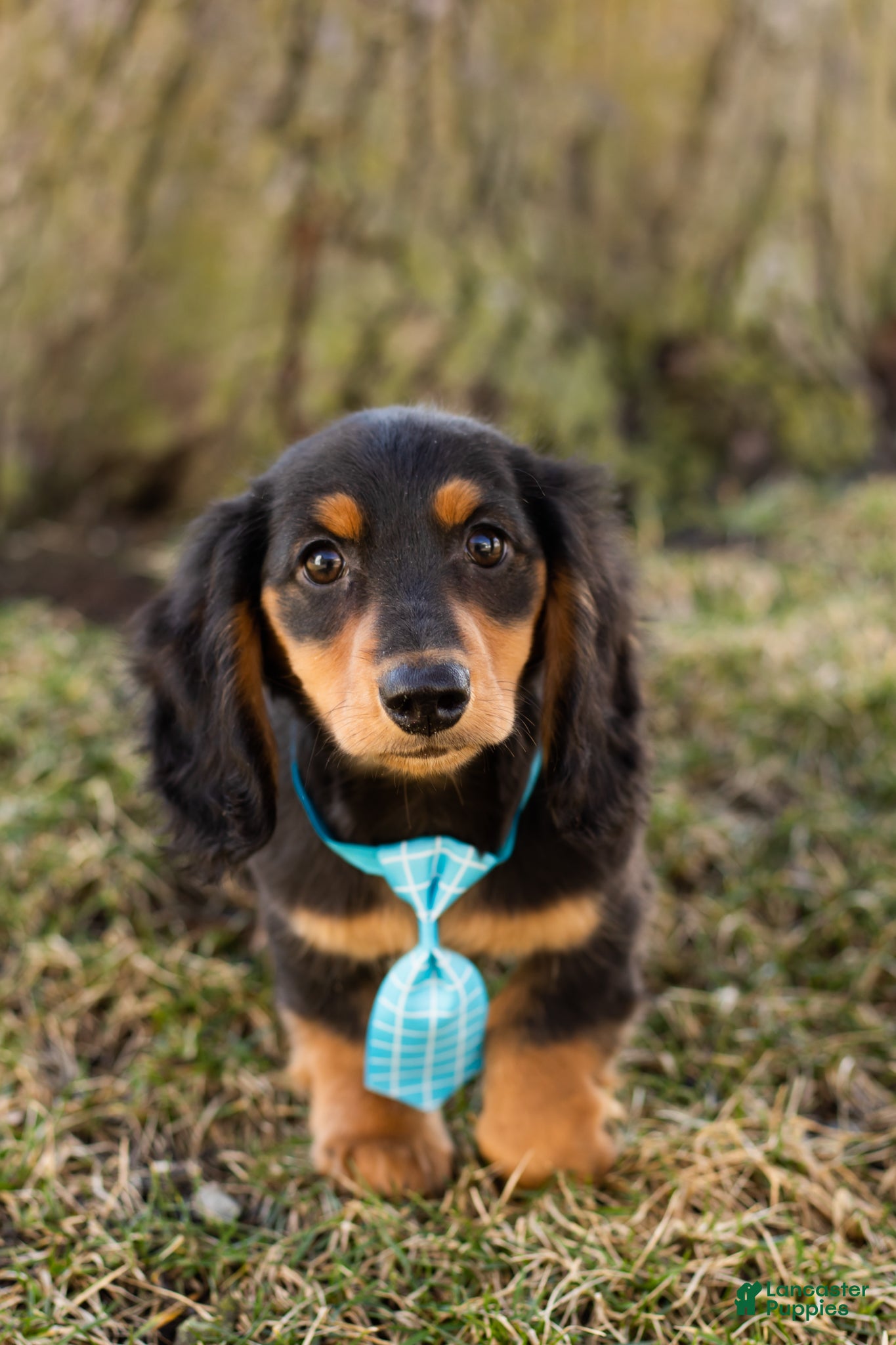 Miniature Dachshund dogs Oscar - Ad 28