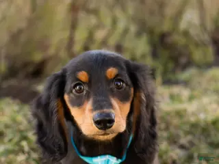 Miniature Dachshund dogs Oscar - Ad 28