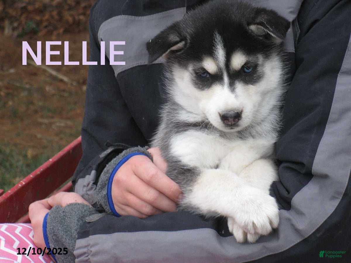 Siberian Husky dogs Nellie - Ad 20