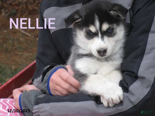 Siberian Husky dogs Nellie - Ad 10