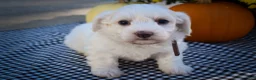 Maltese dogs for sale: Darling🩷 - Ad 11