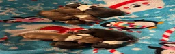 Boston Terrier dogs for sale: Eric - Ad 6