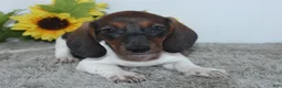 Miniature Dachshund dogs for sale: Jordan - Ad 3