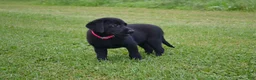 Labrador Retriever dogs for sale: Gwenda - Ad 2