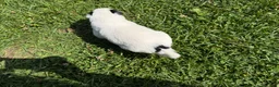 Mixed Breed dogs for sale: Moose  - Ad 3