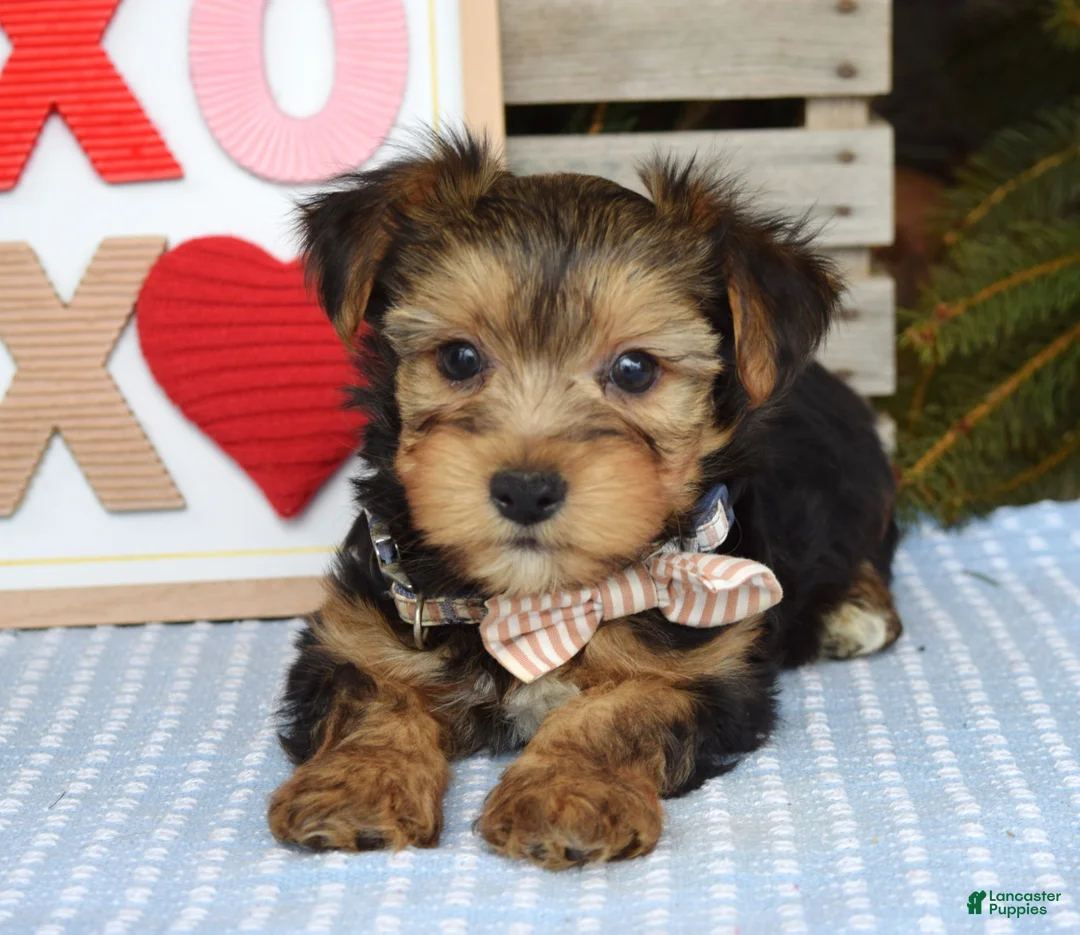 Yorkshire Terrier dogs for sale: Peter  - Ad 9