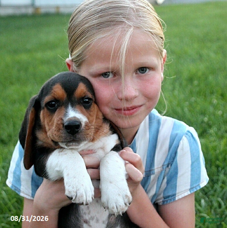Beagle dogs Snoopy - Ad 2