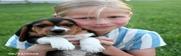 Beagle dogs for sale: Snoopy - Ad 2
