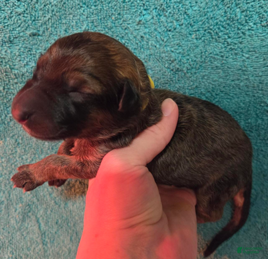 German Shepherd dogs for sale: Yellow Collar Girl - Ad 1