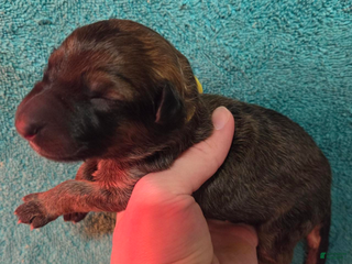 German Shepherd dogs Yellow Collar Girl - Ad 38