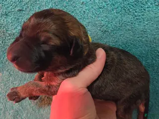 German Shepherd dogs Yellow Collar Girl - Ad 1