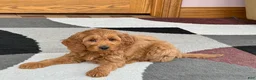 Cockapoo dogs for sale: Manny - Ad 7