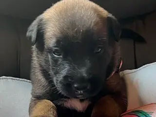 Belgian Malinois dogs Girl 3 - Ad 15