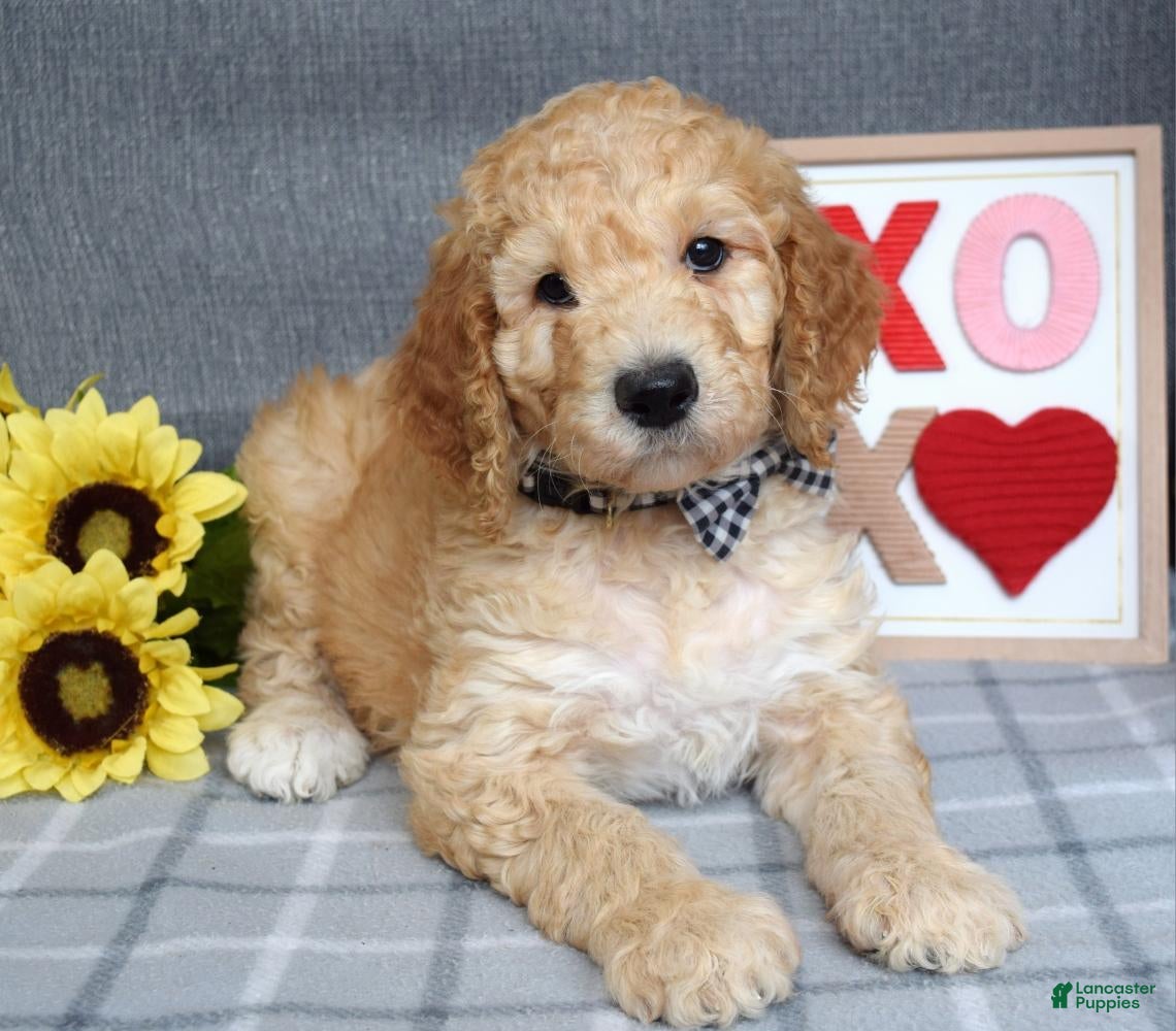 Standard Poodle dogs Chester  - Ad 19