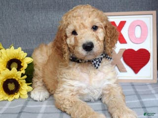 Standard Poodle dogs Chester - Ad 10