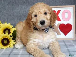 Standard Poodle dogs Chester - Ad 16