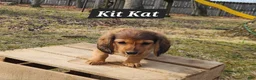 Miniature Dachshund dogs for sale: Kit Kat - Ad 3
