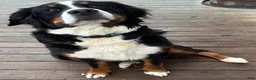 Bernese Mountain Dog dogs for sale: Bernese Mountain Dog Puppy 2 Mr gray - Ad 2